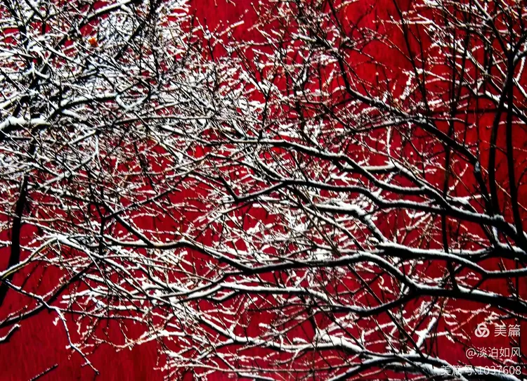 《雪染的风采》